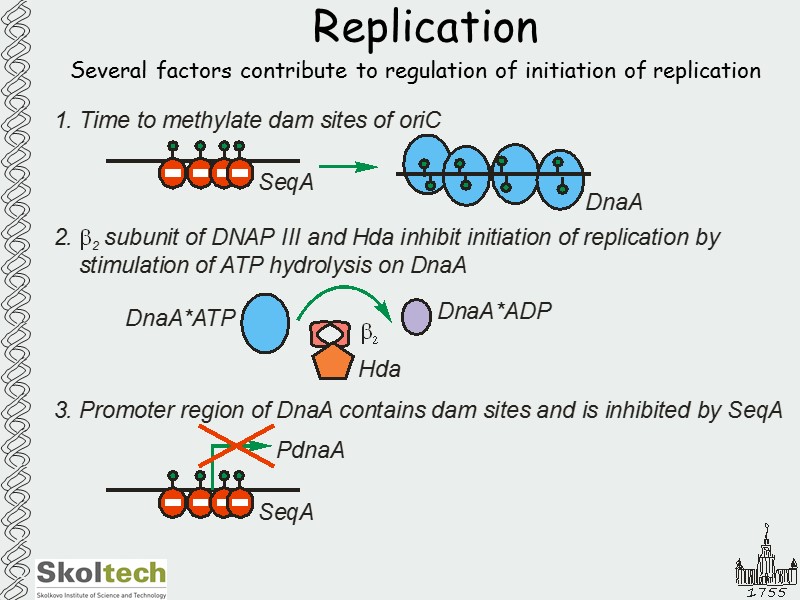 Replication Several factors contribute to regulation of initiation of replication